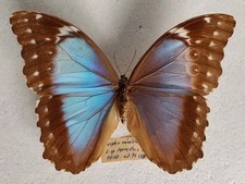 Entomologie Morpho terrestris
