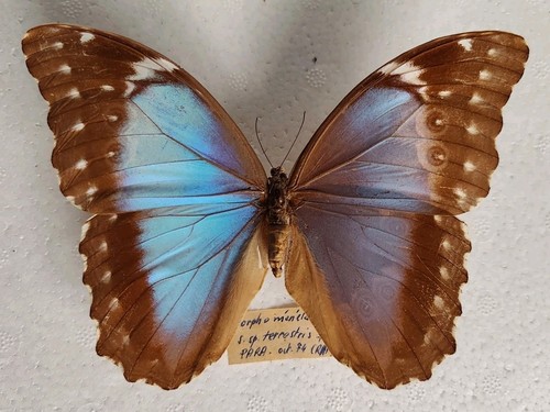 Entomologie morpho terrestris - morpho,