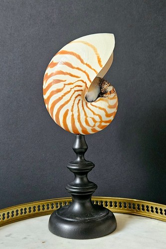 Nautile vintage socle - vintage,, en
