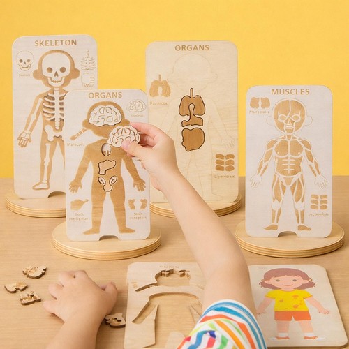 Jeu anatomie corps - jeu,