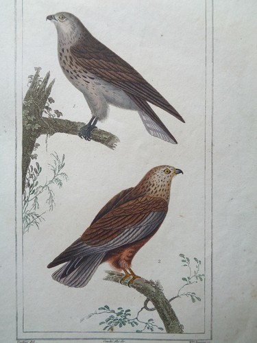 Buffon vauthier gravure - vauthier,