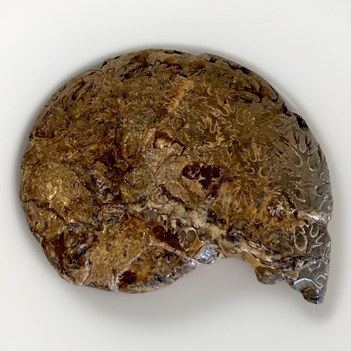 Très belle ammonite fossile - très,