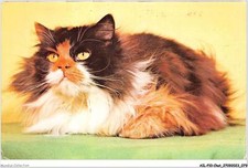 AILP10-0983 - CHAT - persan tricolore
