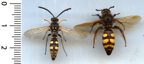 Guêpe wasp couple - -,