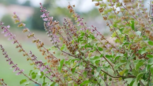 Graines tulsi basilic sacré - basilic,