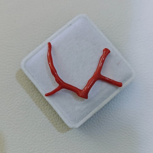 Branche corail rouge - corail,
