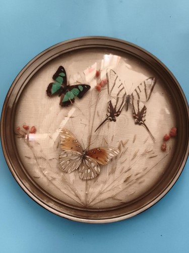Papillons naturalisés sous