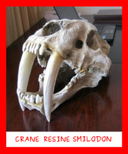 COLLECTION FOSSILE RESINE