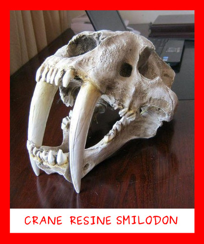 Collection fossile resine - collection,