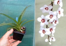 Sarcochilus hartmannii