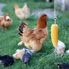  Brochettes Grillées De Légumes Mangeoire À Poule Poules Suspendu