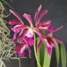 Cattleya Landate Dwart x