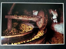 Pressoir à pommes LA FORGE cheval NORMANDIE photo document cutout 