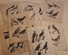 PANCKOUCKE-BENARD  16 gravures