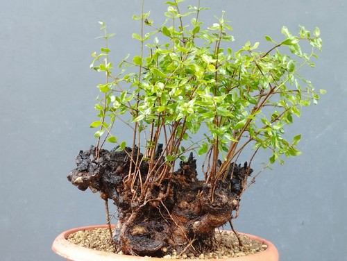 Bonsaï myrte 20 cm - myrte, en