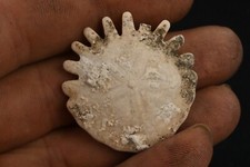 Oursin fossile heliophora