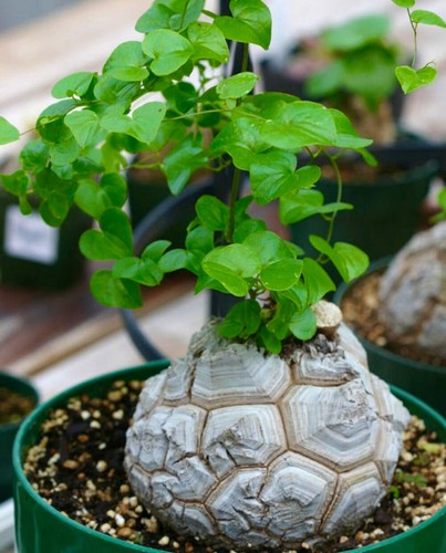 Dioscorea elephantipes 2cm - , |
