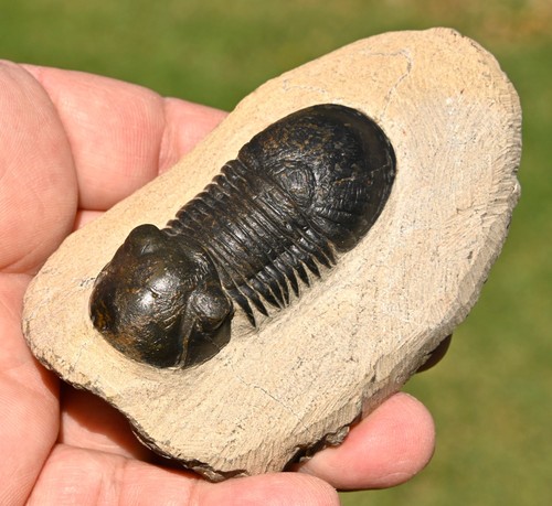 Trilobite fossil paralejurus - fossil,,