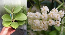 Hoya pachyclada, RARE