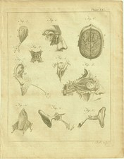 Rare Gravure 18e siècle