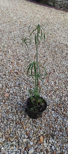 Plant papyrus cyperus - 1,