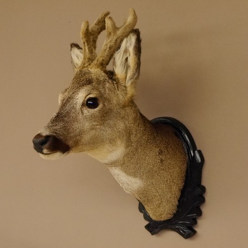 Chevreuil bast tête - chevreuil, bock
