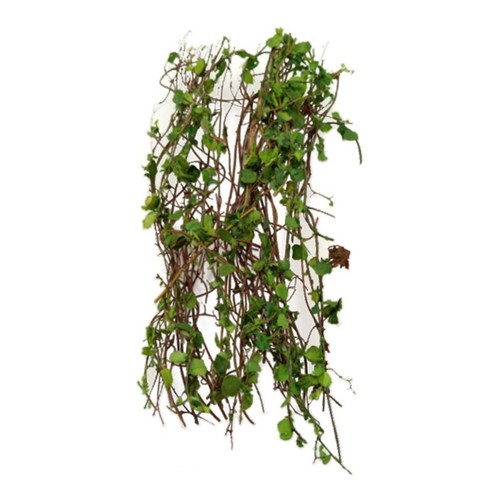 Modèle plante vigne - modèle, de