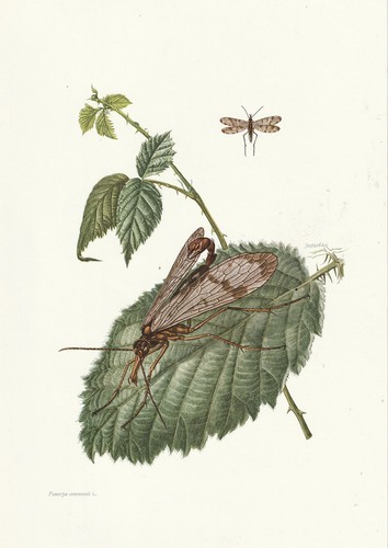 Planche 102 histoire naturelle - planche,