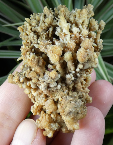 Aragonite salsigne 5x4cm - salsigne, 5.5x4cm