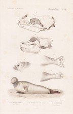 Phoca Leptonyx Phoques Gravure