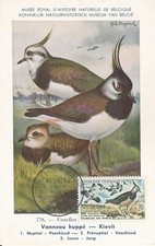 CARTE MAXIMUM 1ER JOUR - VANNEAU HUPPÉ - 17/12/1960 - MUSÉUM DE PARIS