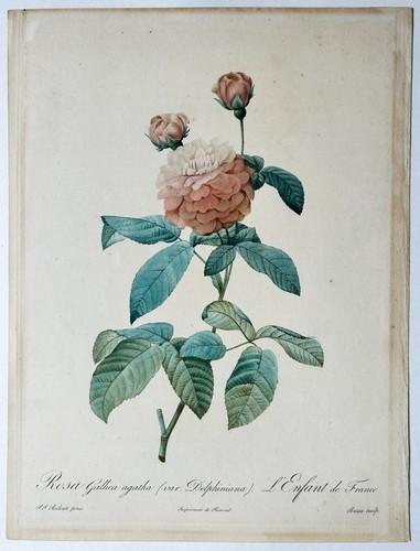 Redoute pierre joseph - pierre,