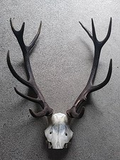 trophée de cerf 12 cors