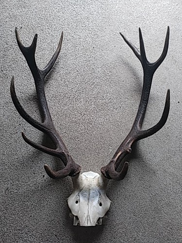 Trophée cerf cors - de,