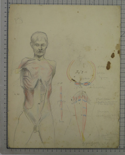 Ancienne étude anatomie - ancienne,