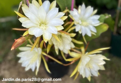 Epiphyllum lina epicactus - epiphyllum, epicactus.