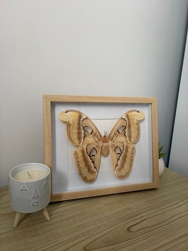 Cadre papillon attacus atlas - cadre,