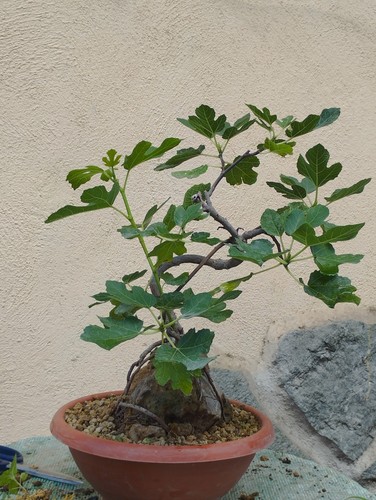 Bonsaï ficus cm en - bonsaï,