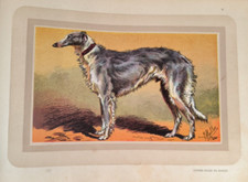 Chien, Chasse, Lévrier Russe