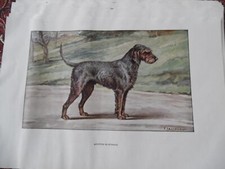 Gravures :  Chien de chasse 