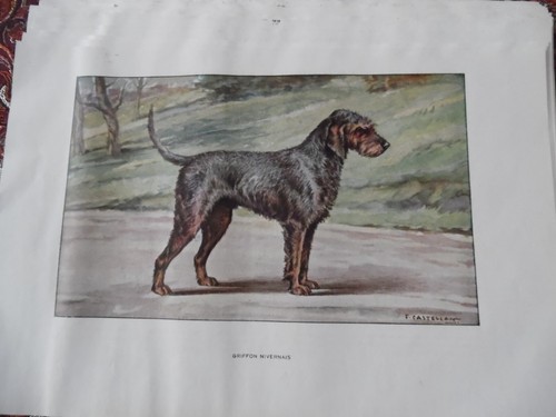 Gravures chien de - gravures, chasse