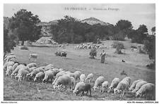 AOAP8-0601-ANIMAUX - moutons au paturage