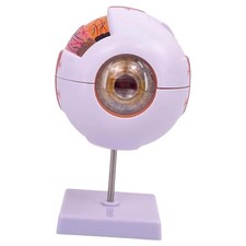 Modèle anatomique de l'oeil