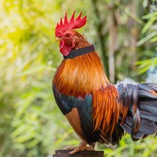  4 Pcs Collier De Corneille