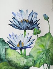 Lotus, lotus bleu, plante