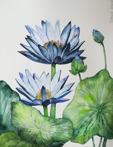Lotus bleu plante - lotus, bleu,