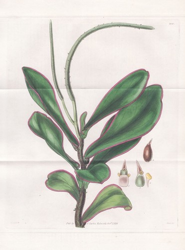 Peperomia clusiaefolia west - peperomia,