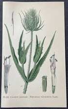 Botanique Cardère sauvage Gravure couleur de 1893 par Masclef