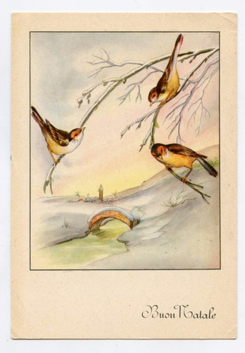 Chardonnerets goldfinch - .,