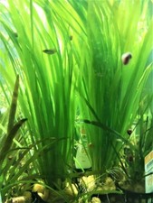 VALLISNERIA SPIRALIS PLANTE